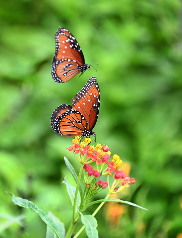 Two Queen butterflies (Danaus gilippus) in the summer garden. One butterfly is feeding on Tropical Milkweed flowers. The other Queen butterfly is flying above in the background.