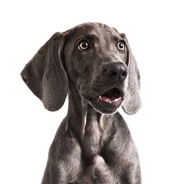 Four months beautiful Weimaraner puppy with mouth open and staring with surprise isolated on white background.