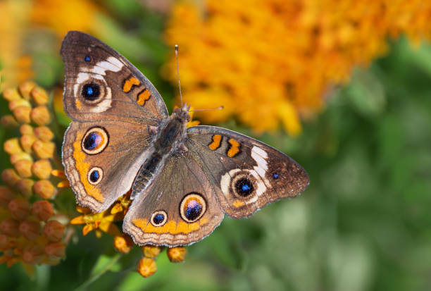 Common Buckeye butterfly (Junonia coenia) feeding on Butterfly weed flowers, wings wide open in the summer garden