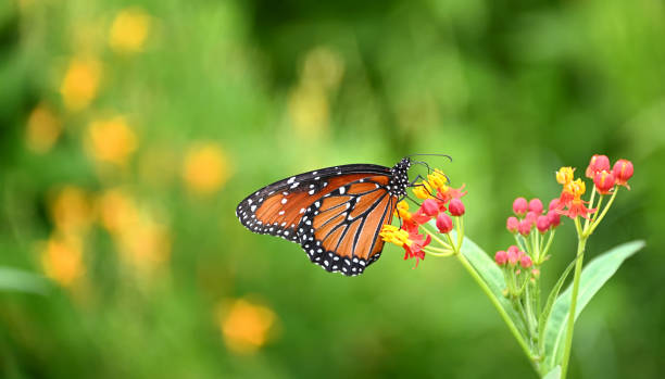 Queen butterfly (Danaus gilippus) feeding on Milkweed flowers