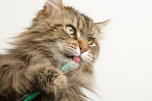 A Maine Coon cat gets his teeth brushed.  He holds the brush and shows his tongue.  White background offers good copy space.  Close up on head.