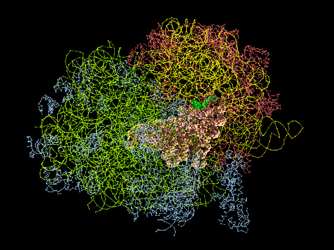 A molecular model of a Ribosome. Ribosomes are present in the cells of all forms of life, from bacteria to humans. DNA is copied to RNA, and Ribosomes read the instructions encoded in RNA to build proteins. Ribosomes were first observed in the 1950s, but the detail of their complex structure wasn't known until the early 2000s.