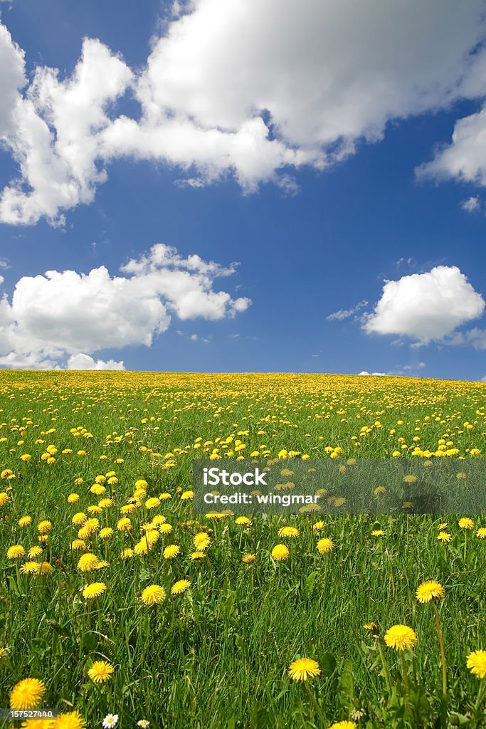 完璧な空を開花スプリング meadow -バイエルンドイツ - タンポポのロイヤリティフリーストックフォト