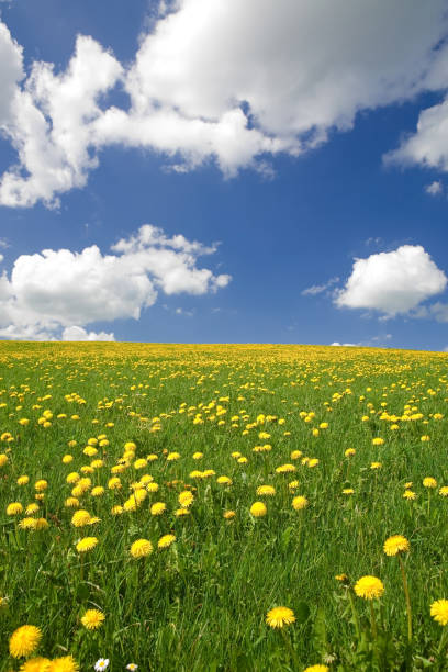 istock perfect sky with blooming spring meadow - bavaria germany 157527440