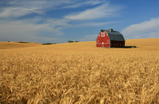 A classic red barn on the prairie. Palouse region in Washington, United States. The Palouse region is a region of agriculture and rolling plains. It's a beautiful rural area with rich soil and temperate climate. This farm is in the Colfax area of the region, not far from Spokane. 