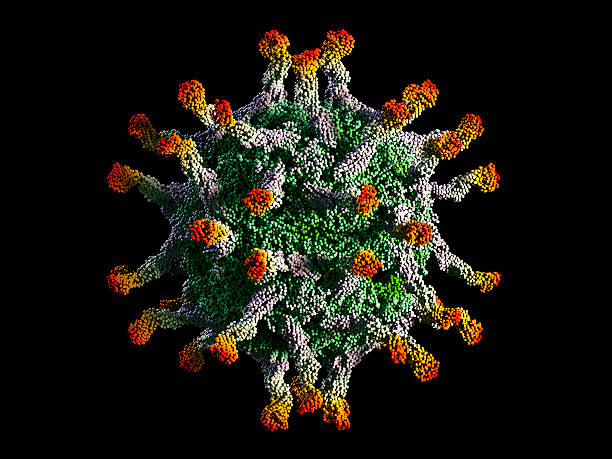 Polio Virus Capsid Model of a polio virus capsid (the green spherical organism) binding to polio virus receptors (the protruding multicoloured molecules).  Isolated on black. polio photos stock pictures, royalty-free photos & images