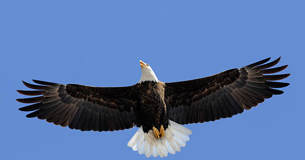 istock American Bald Eagle, Freedom in the Sky; Wings Spread, Leadership 157527486