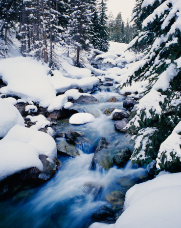 Fresh Winter snows laden pine trees along rushing waters of Maroon Creek near the Maroon Bells Colorado, USA