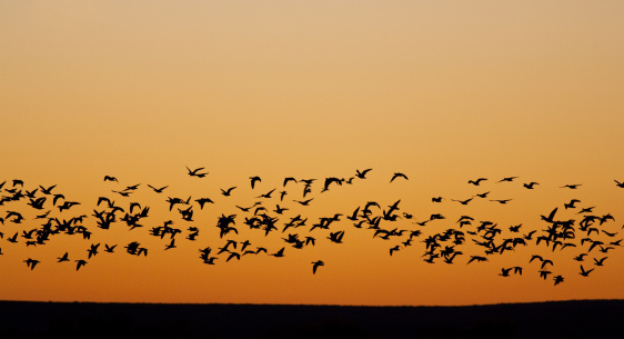 Migrating sandhill cranes along the Platte River at sunset in Kearney, Nebraska