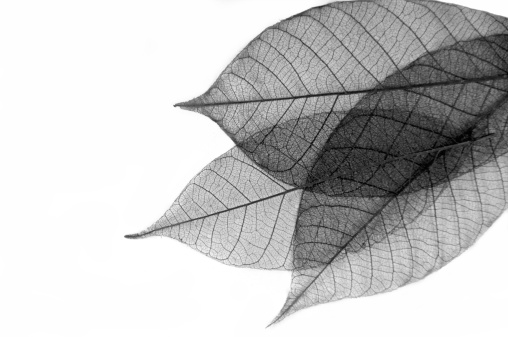 Leaf skeletons in black and white.  Copy space