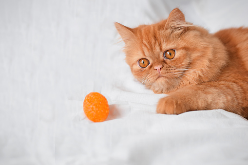 Ginger Persian cat lying on white bedding playing with a toy looking sad