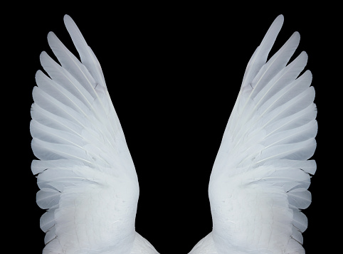 Wings of a white dove, spread in flight, on black background. Other images in: 