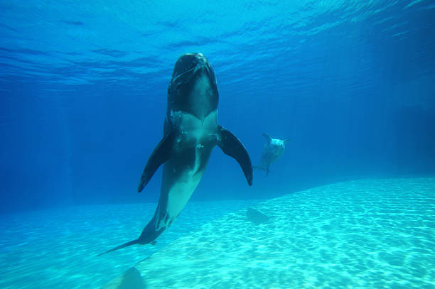 Dolphins stock photo