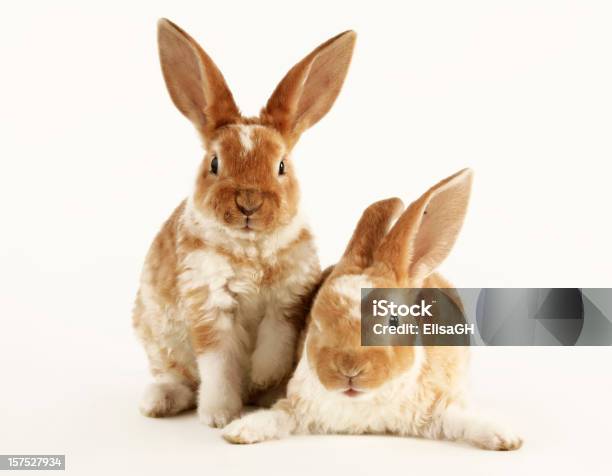 Due Conigli Bambino - Fotografie stock e altre immagini di Allerta - Allerta, Amicizia, Animale