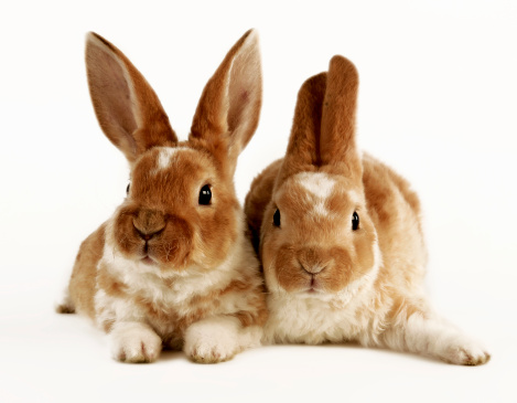 Two little rabbits isolated on a white background.