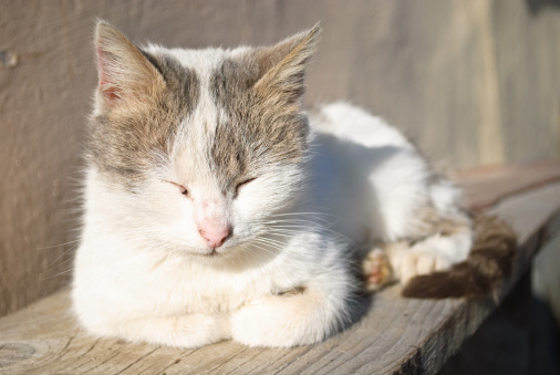Sleeeping cat on old rustic bench
