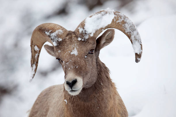 bighorn ram com neve coberta de chifres, colorado - bighorn sheep ram sheep winter - fotografias e filmes do acervo