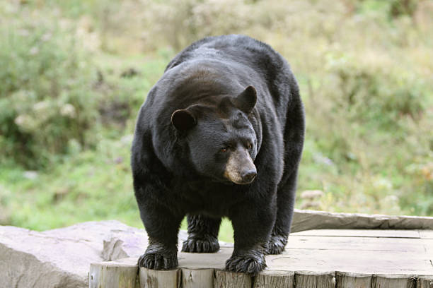 Black Bear Standing stock photo