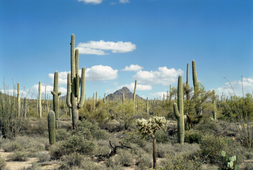 El Charco del Bontanical Garden in San Miguel De Allende Mexico close up of cactus with a blue sky background