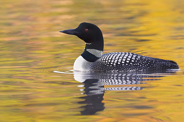 eistaucher - common loon stock-fotos und bilder