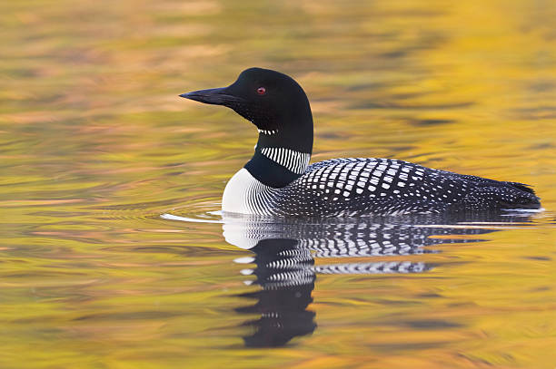 Common Loon  loon bird stock pictures, royalty-free photos & images