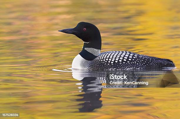 Common Loon Stock Photo - Download Image Now - Common Loon, Bird, New Hampshire
