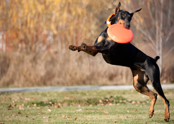 fast doberman perro correr, saltar y ve frisbee disco - doberman fotografías e imágenes de stock