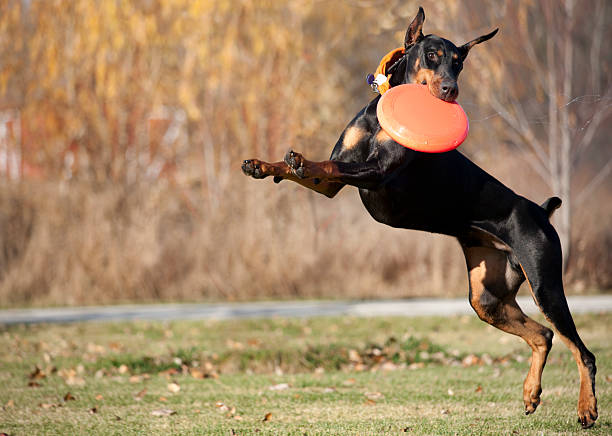 fast doberman pinscher cão correr, saltar e captura disco de frisbee - doberman pinscher - fotografias e filmes do acervo