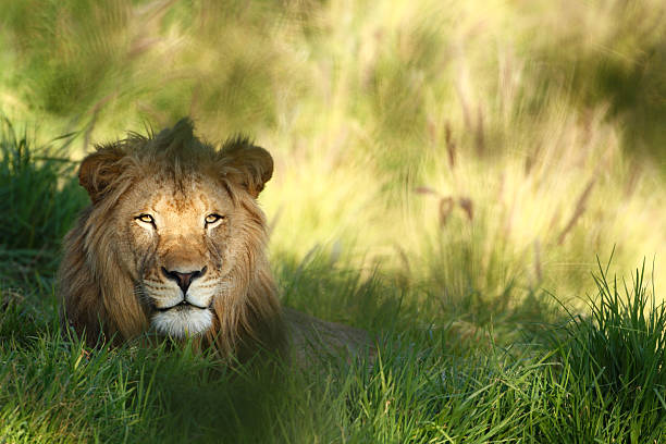 Staring lion in field of grass with copyspace.