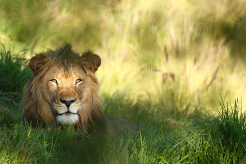 White Lion on a lazy summer day, resting.