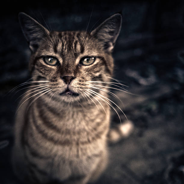 Intimate close-up of a tabby cat with striking yellow-green eyes and finely textured fur. The cat’s brown, black, and gray striped coat is sharply defined against a softly blurred background, drawing attention to its focused gaze and delicate whiskers. Ideal for pet photography, emotional storytelling, and visual content emphasizing animal expression and detail.
