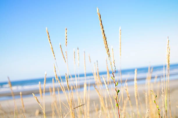 spiaggia di fresco - sand beach sand dune sea oat grass foto e immagini stock