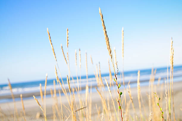 플라주 신선한 - sand beach sand dune sea oat grass 뉴스 사진 이미지