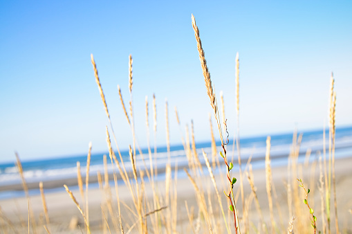 Marram Grass growth on a sand dune by the beach.