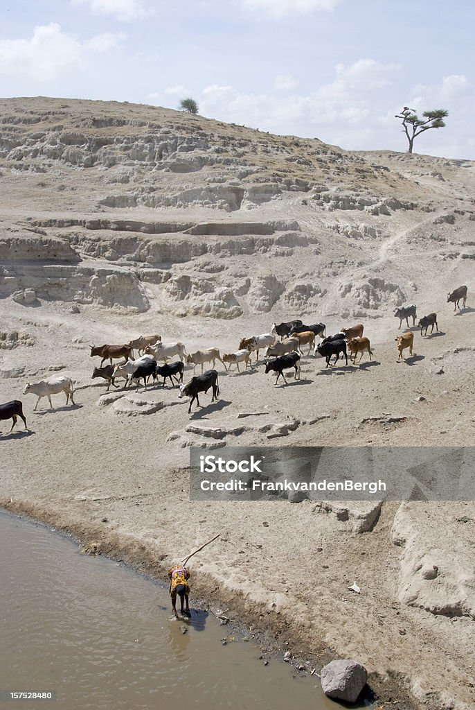Troupeau de vaches à pied et à boire - Photo de Sécheresse libre de droits