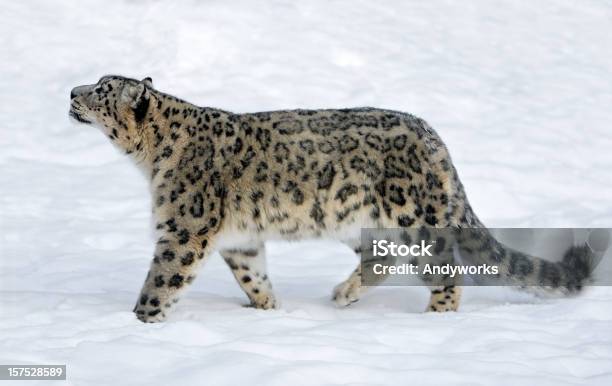 Snow Leopard Stockfoto und mehr Bilder von Schneeleopard - Schneeleopard, Himalajagebirge, Wildtier