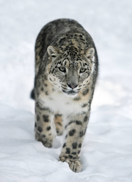 leopardo delle nevi (panthera uncia) - snow leopard foto e immagini stock