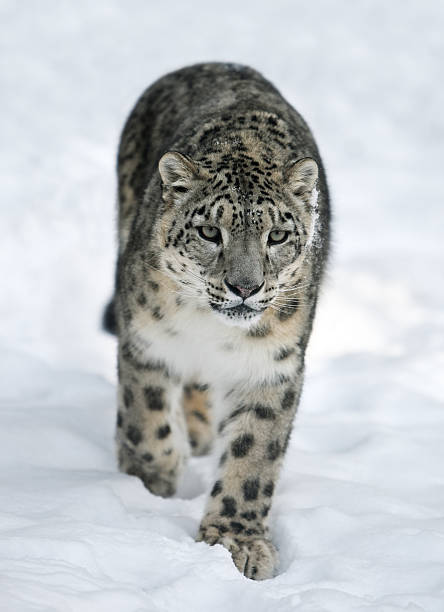 スノーレオパード（パンテーラ uncia ) - snow leopard leopard animal snow ストックフォトと画像