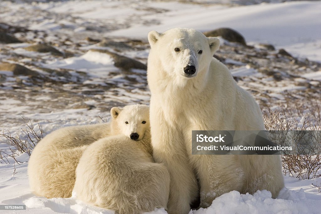 Polar bear family.  Polar Bear Stock Photo