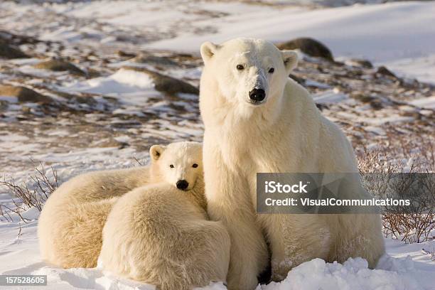 Polar Bear Family Stock Photo - Download Image Now - Polar Bear, Churchill - Manitoba, Manitoba
