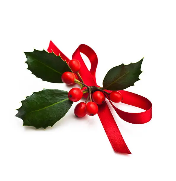 Christmas Holly with red ribbon, Isolated on white. 