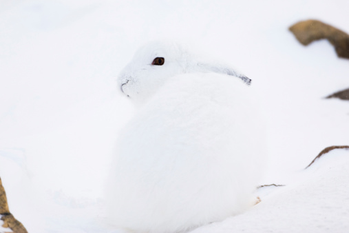 Camouflaged arctic hare on snow.