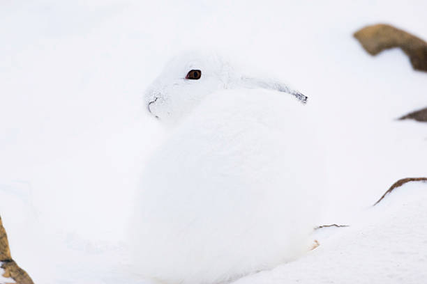 White Arctic rabbit hare looking over its shoulder on snow Camouflaged arctic hare on snow. churchill manitoba stock pictures, royalty-free photos & images