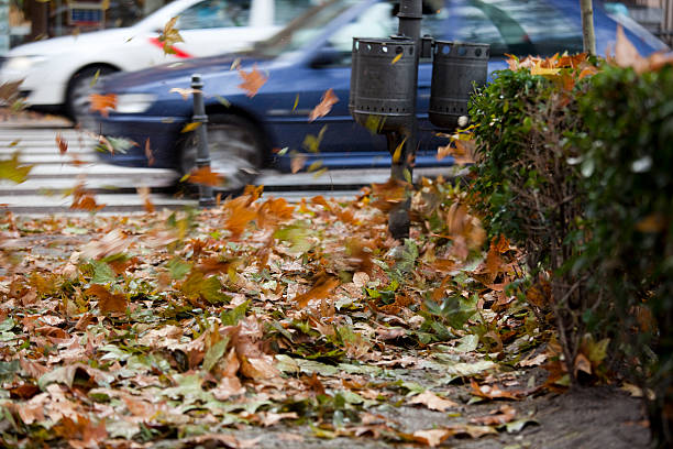 Man picks up the leaves of a silver maple (Acer saccharinum) using leaf vacuum.