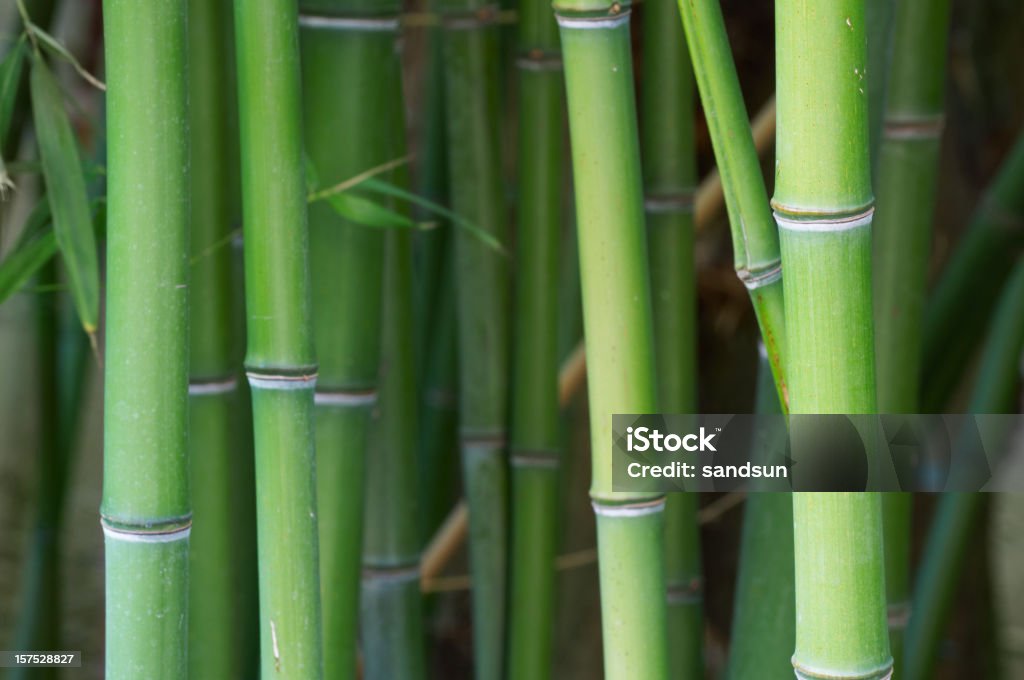 Forêt de bambous - Photo de Abstrait libre de droits