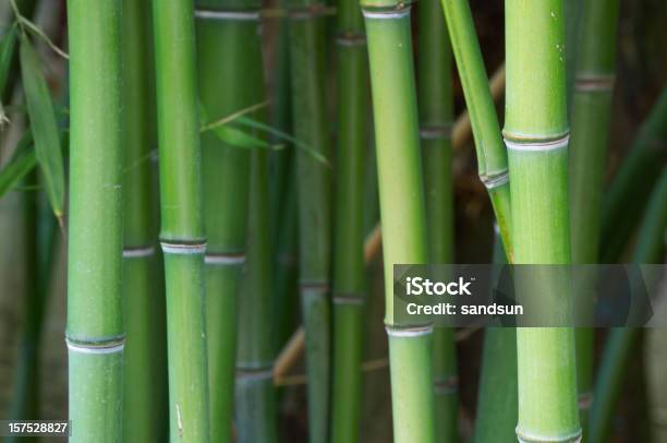 Floresta De Bambu - Fotografias de stock e mais imagens de Abstrato - Abstrato, Alto - Descrição Física, Ao Ar Livre