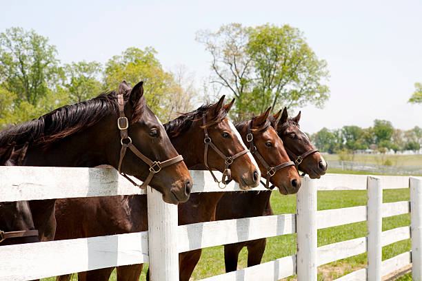thoroughbred racehorses - cavallo equino foto e immagini stock
