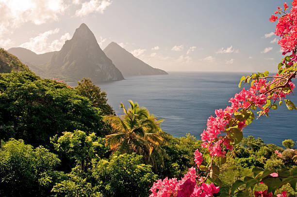Mountains by the ocean in St Lucia with pink flowers The World Heritage Twin Pitons are framed by sunlit flowers in the early morning. Focus on flowers, with Pitons fading into background. caribbean stock pictures, royalty-free photos & images