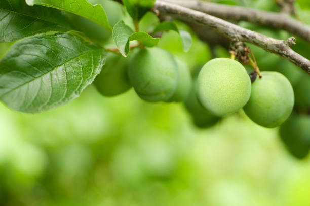 Branch of greengage plums