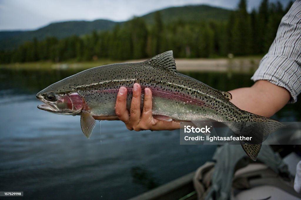 Rainbow Trout - Lizenzfrei Lachsforelle Stock-Foto